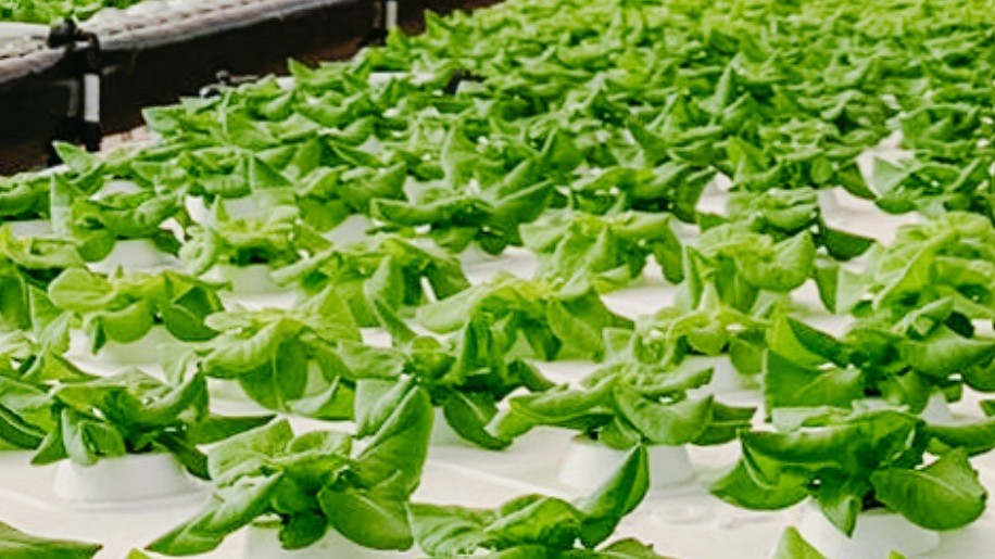 Novagric lechugas.jpg